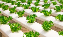 Industriemeister Lebensmittel